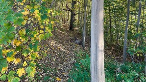 A forest path with fallen leaves and trees. - Stunning home in Schwerin with WiFi (Schwerin)