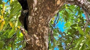 A tree with two monkeys clinging to its branches. - Nosara Beach Cabins - A 2 min Walk to the Beach #3 (Playa Guiones)