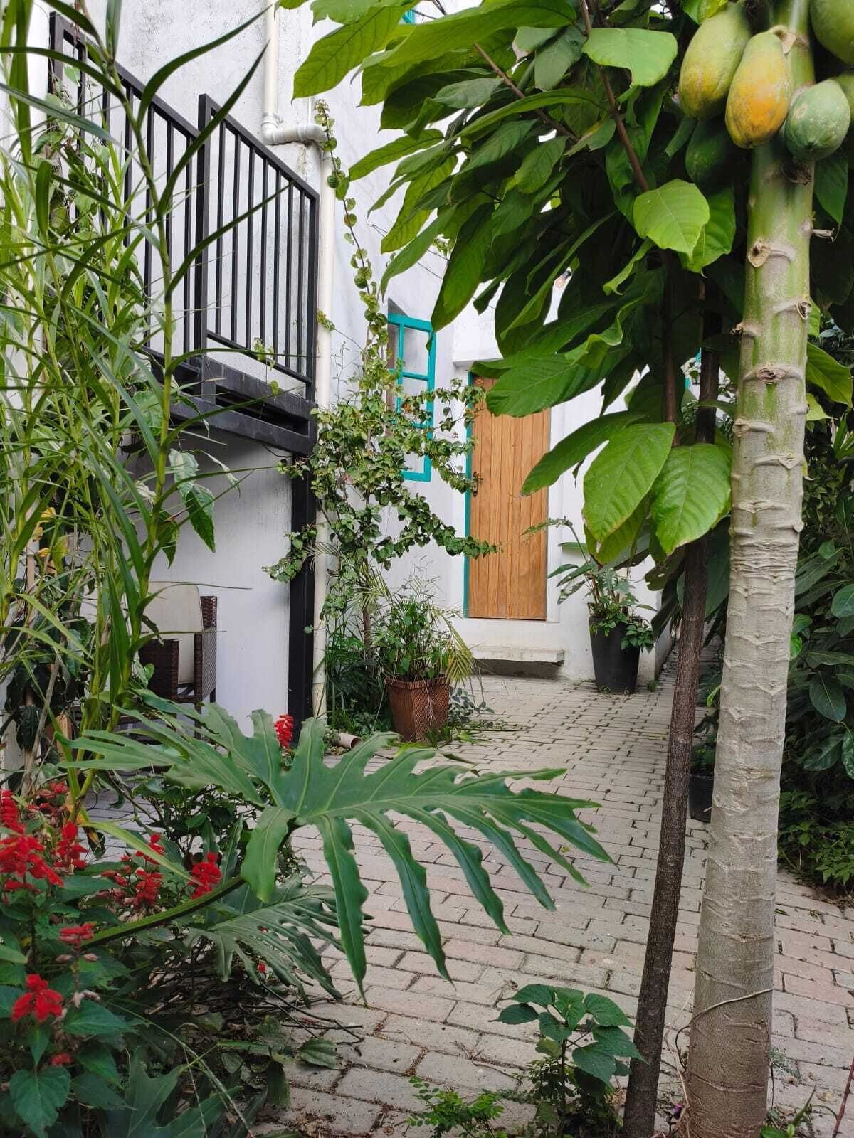 A courtyard with a white building, a black metal gate, and a variety of plants including a tree with green leaves and red flowers.