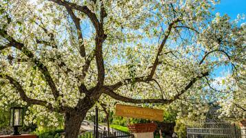 Un árbol con flores blancas frente a una entrada con puerta.