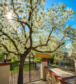 A tree with white blossoms in front of a gated entrance.
