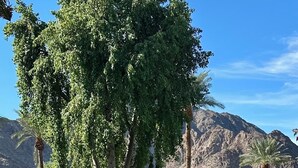 Un área ajardinada con piscina, palmeras y montañas al fondo.