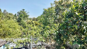 Un jardín con diversas plantas y árboles, una antena parabólica y una cerca metálica.