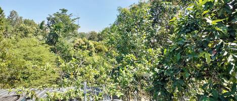 A garden with various plants and a satellite dish.