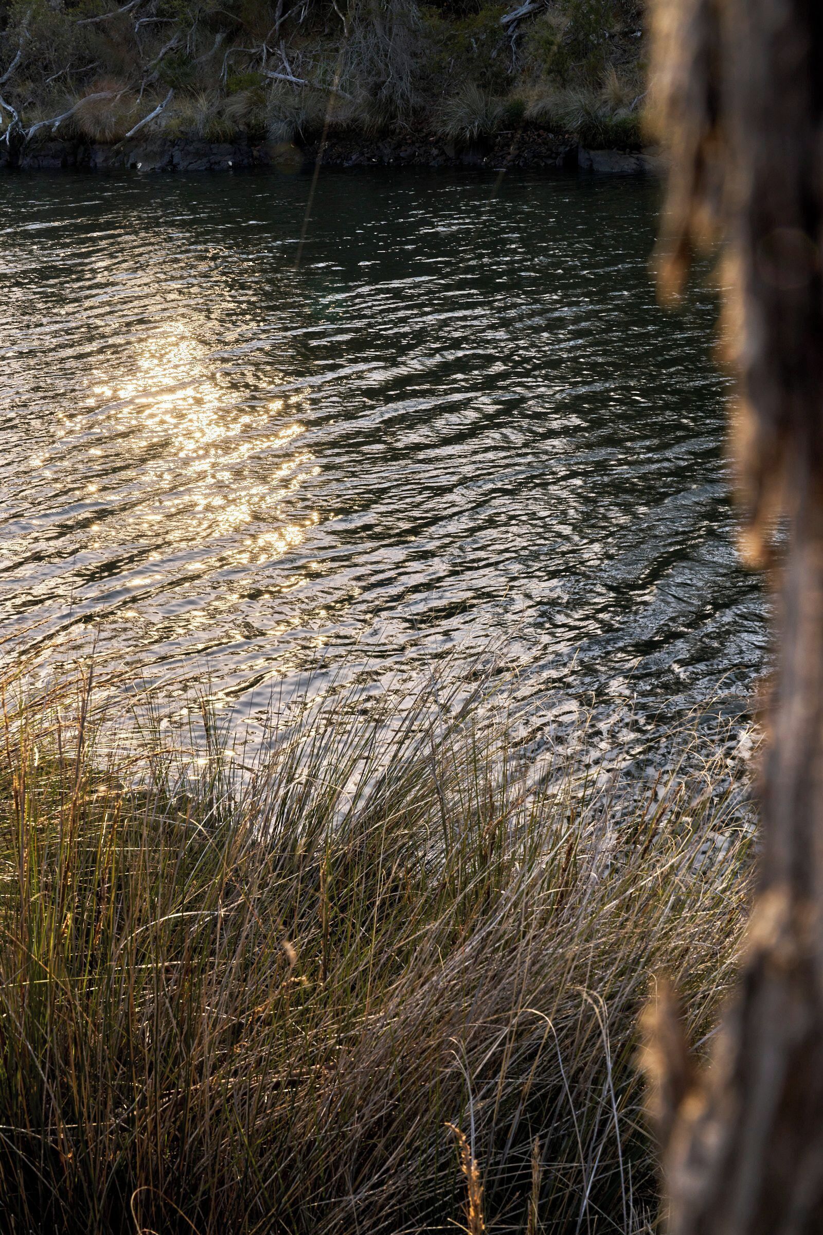 A river with sunlight reflecting on the water, surrounded by tall grasses.