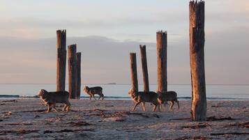 Une plage avec des poteaux en bois et un groupe de moutons.