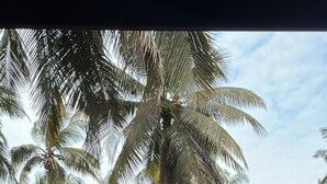 A view of a rural area with palm trees and a small building with a red roof. - Seeta Residency (Gokarna)
