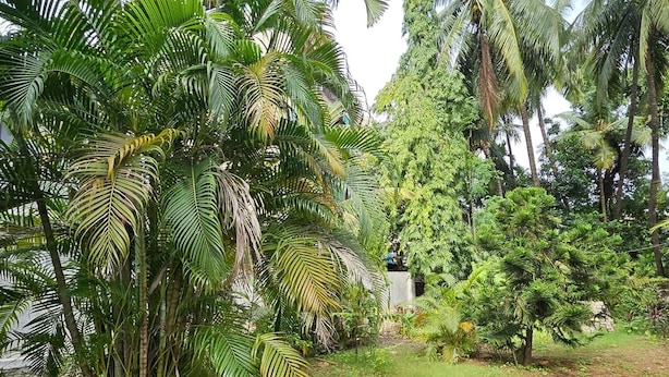 A lush garden with various tropical plants and trees, including palm trees and a small bush. - Prabhukrupa Tourist Farm (Alibag)