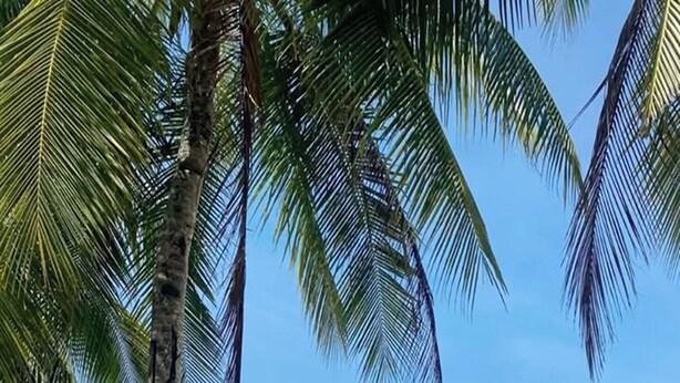 Eine Strandansicht mit einem Surfbrett mit der Aufschrift 'I ♥ BORACAY' und Palmen.