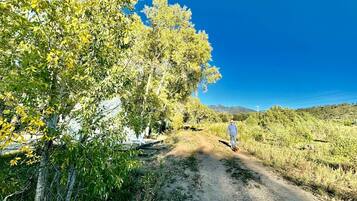 A dirt path leading through a rural area with trees and a clear blue sky.