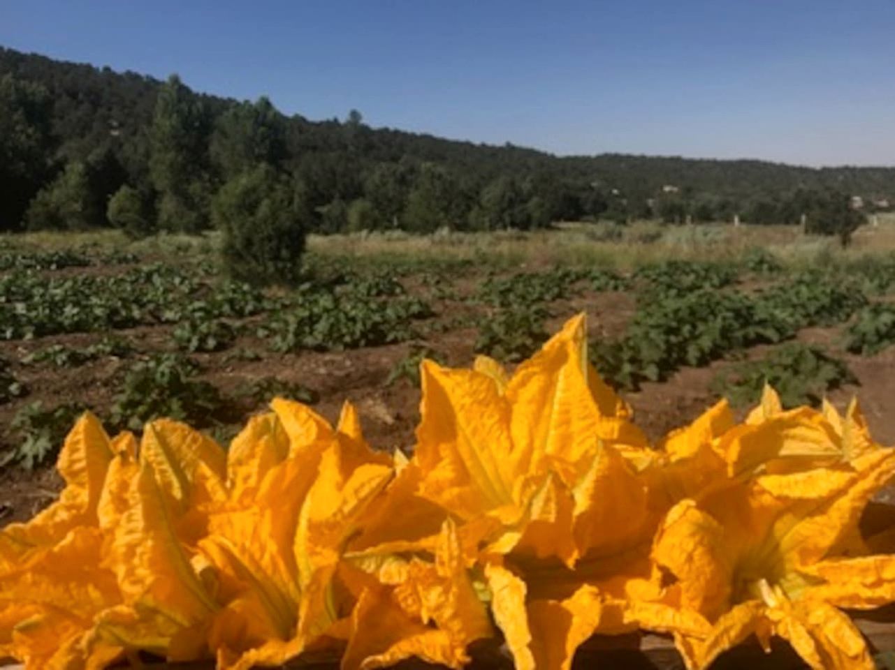 A field of yellow plants with a forested hill in the background.