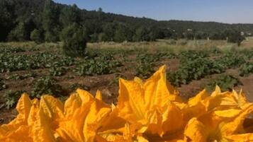 A field of yellow plants with a forested hill in the background.
