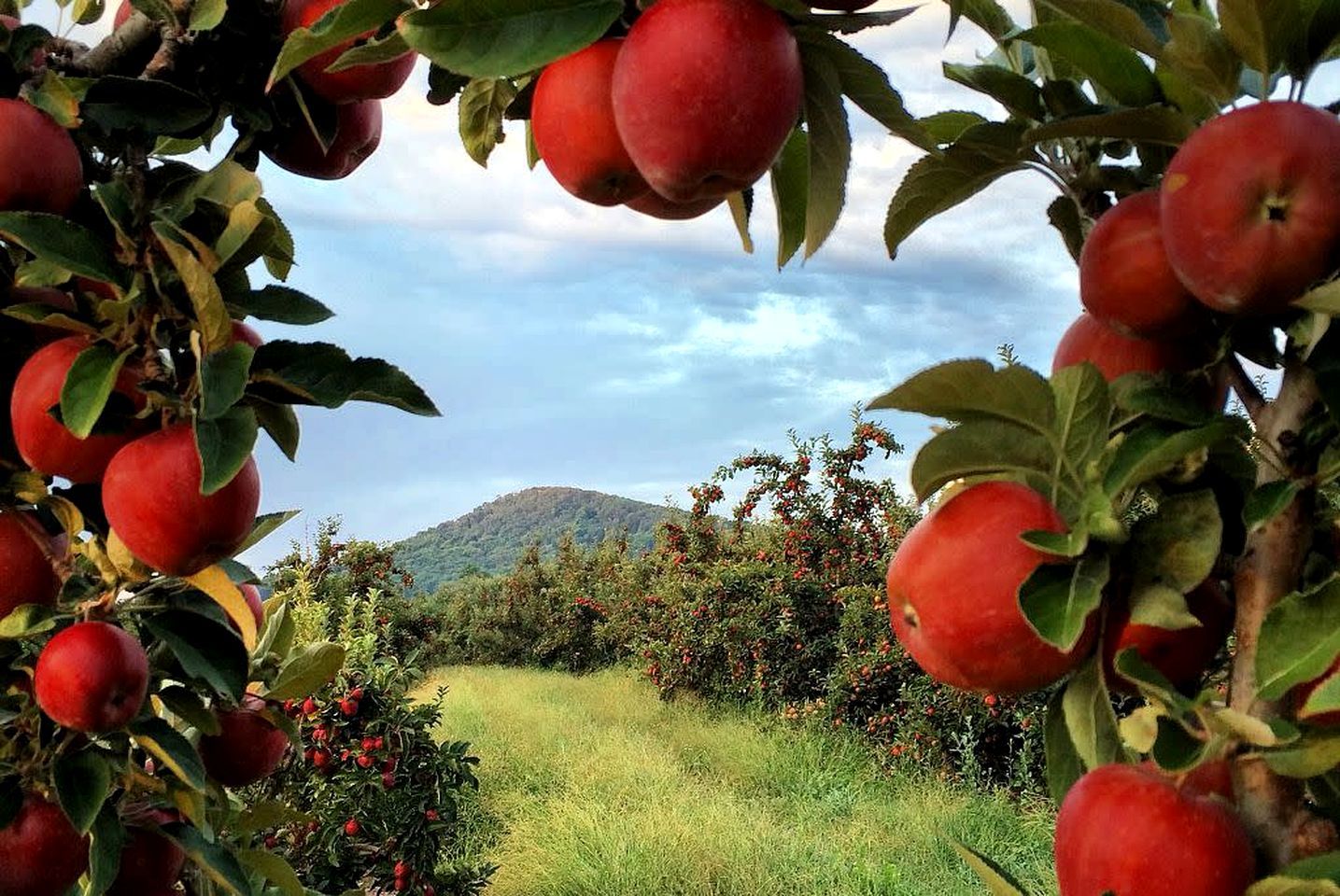 Un arbre fruitier aux pommes rouges, avec une montagne en arrière-plan.