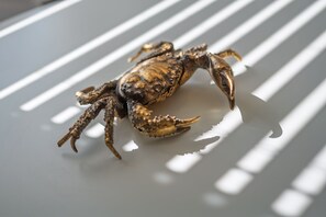A crab on a white surface with shadows.