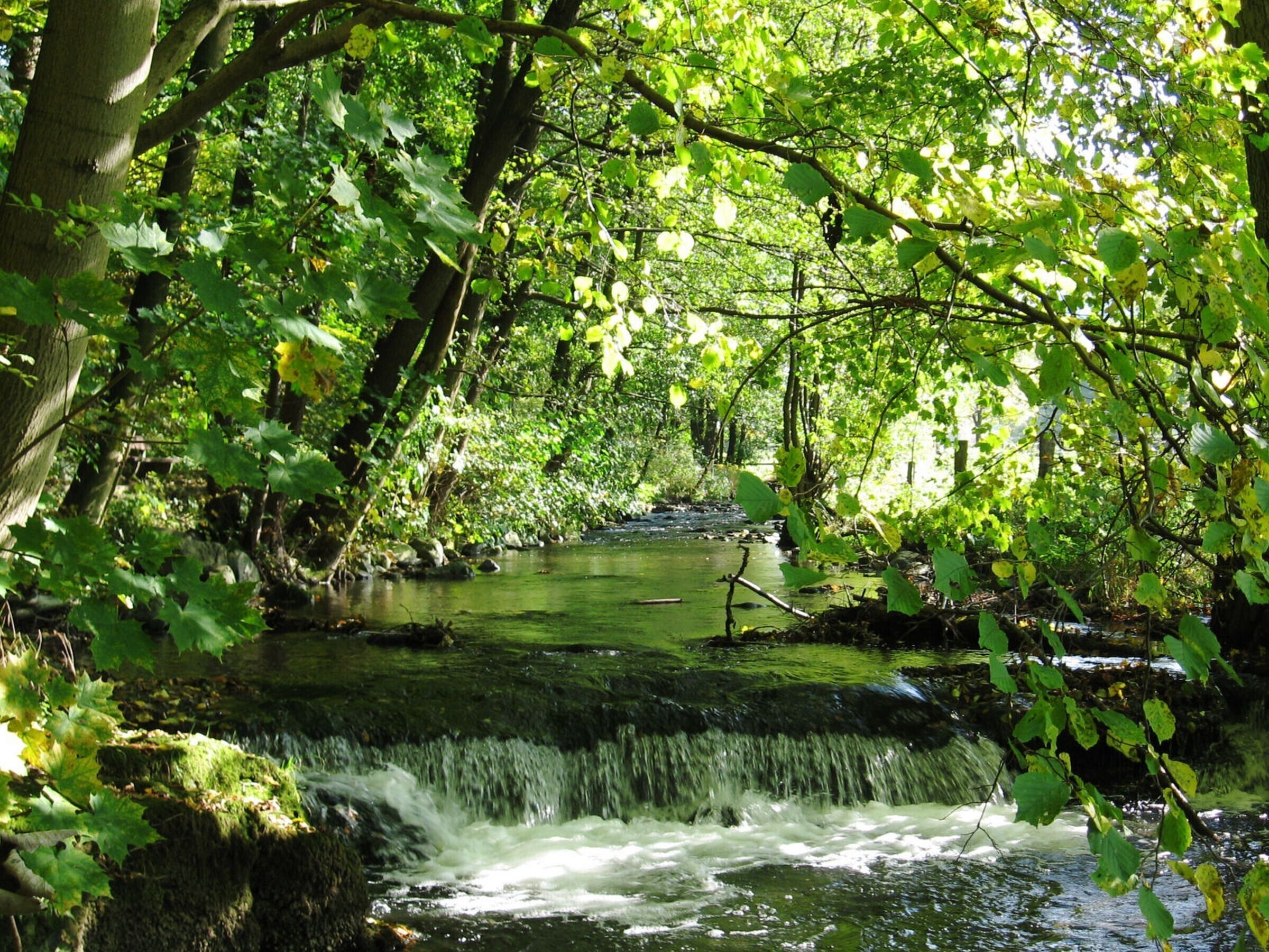 A serene forest stream with a small waterfall, surrounded by dense green foliage.