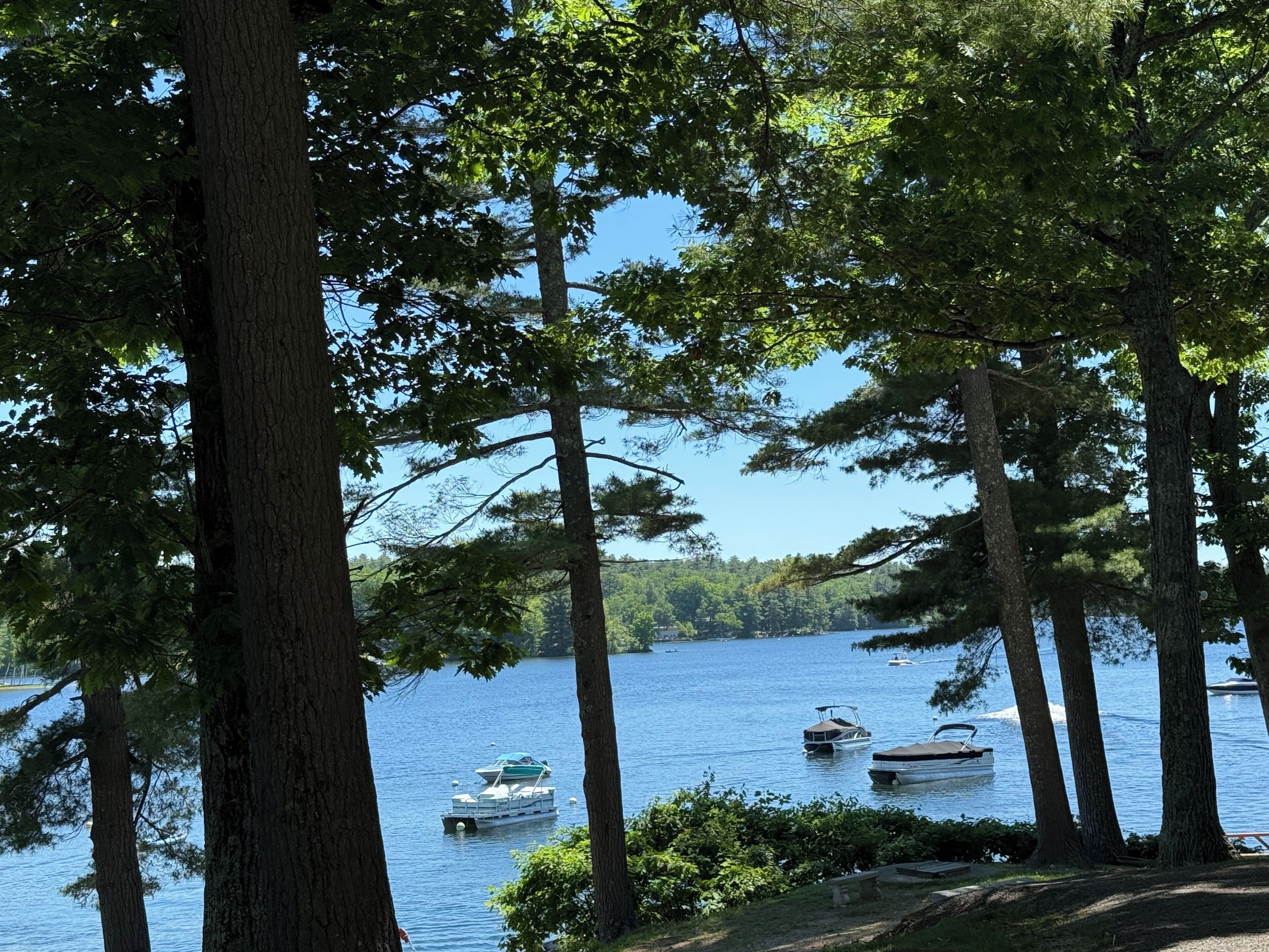 Una vista tranquila del lago con barcos amarrados, rodeado de altos árboles.