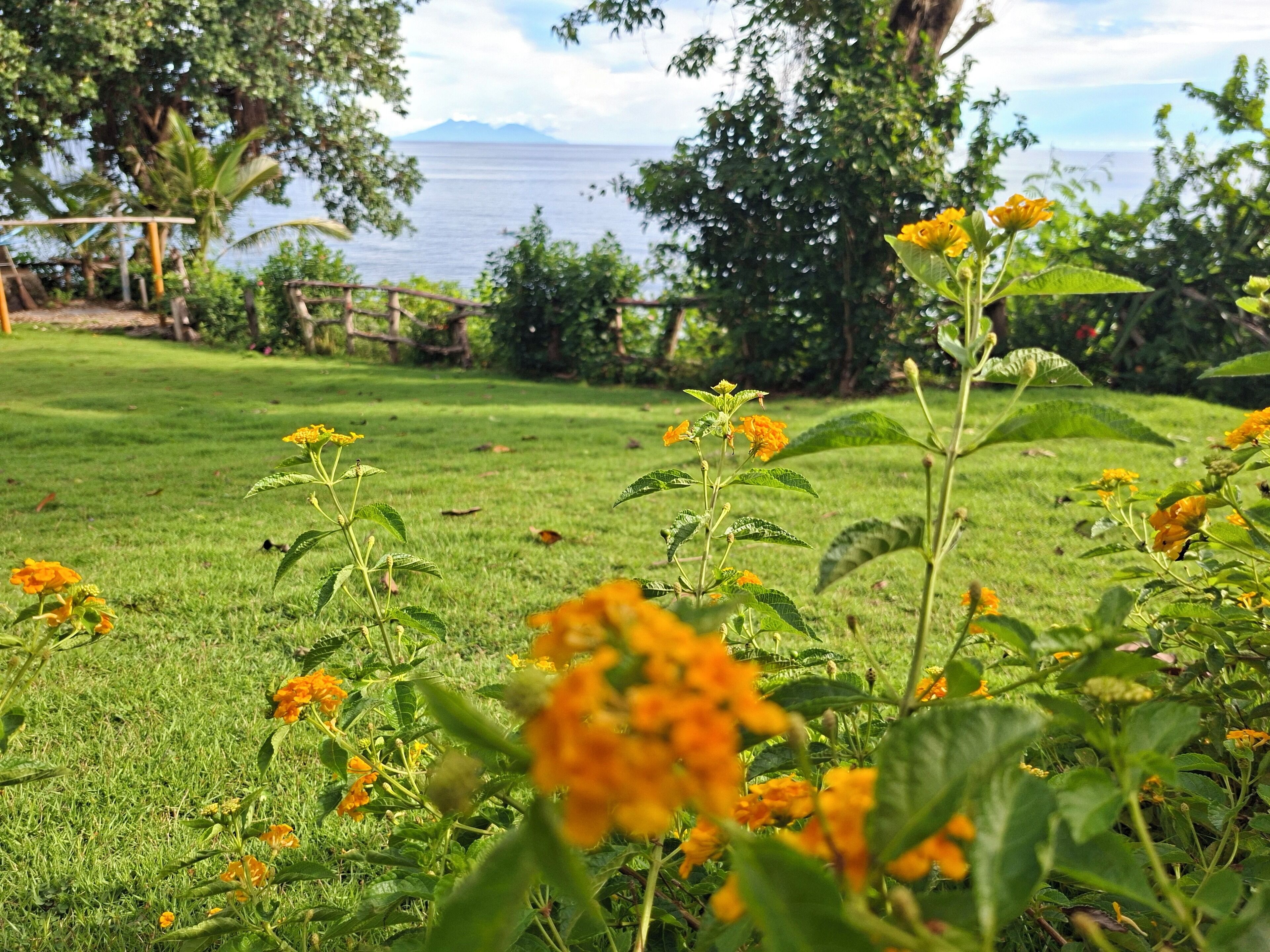 A grassy area with orange flowers and a view of the sea in the background.