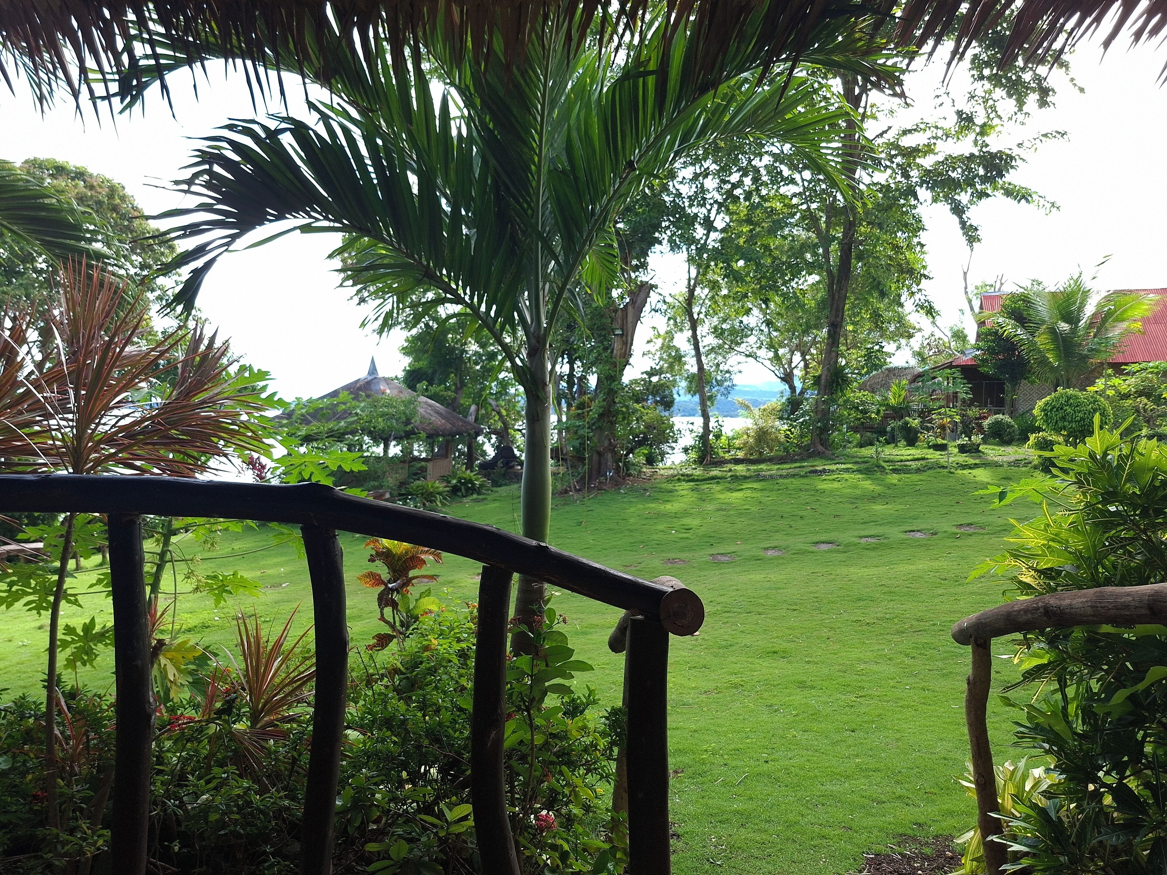A lush garden with a grassy lawn, palm trees, and a variety of other plants.
