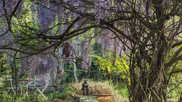 A stone wall with a sign reading "YOURTE" in a garden with purple wisteria vines. - Yourte in Provence , at la Mauvaise Herbe, Barjols (Barjols)