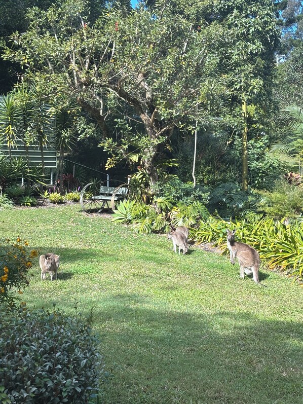 Property grounds - Granny flat surrounded by gardens, close to town and 15 mins  from Coolum Beach (Ninderry)