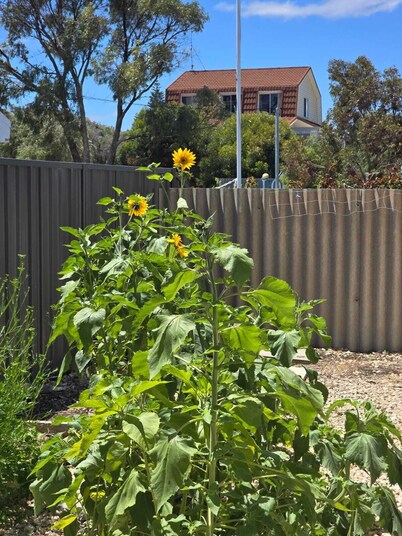 Lano Beach Shack – Pet-Friendly Coastal Escape in Lancelin