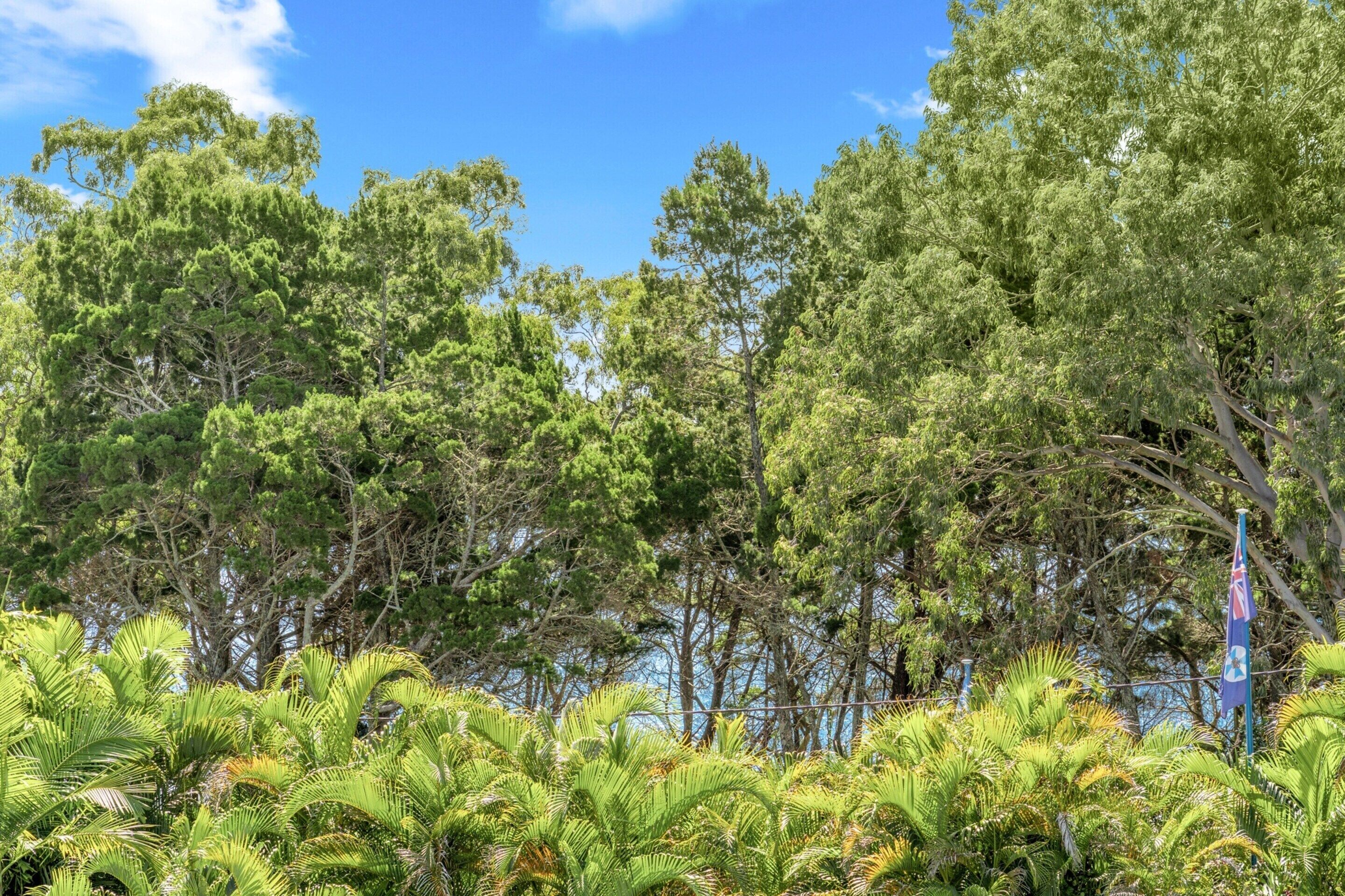 A dense forest of tall trees and lush green foliage.