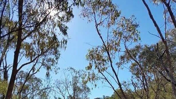 A pathway leading uphill through a forested area with trees and shrubs. - Cosy Kambah 1 Bedroom Near Shops & Parks (Canberra)