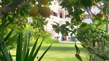 A lush garden with fruit trees and a white building with a staircase.