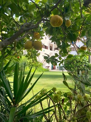 A lush garden with fruit trees and a white building with a staircase.