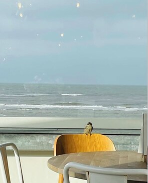 En fågel sitter på en trästol vid ett fönster med utsikt över havet.