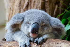 Un koala descansando en una rama de árbol.