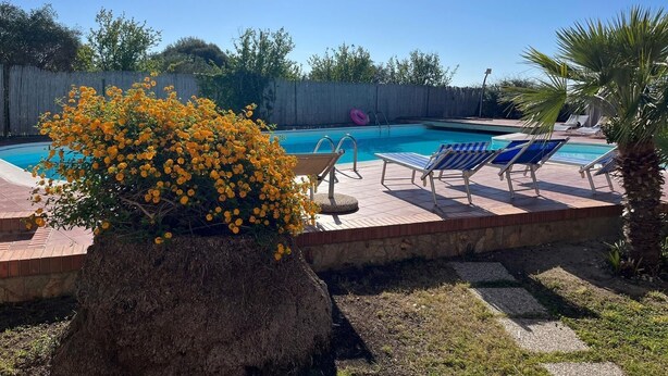 Un jardin avec une piscine, des chaises longues et un grand arbuste aux fleurs jaunes.
