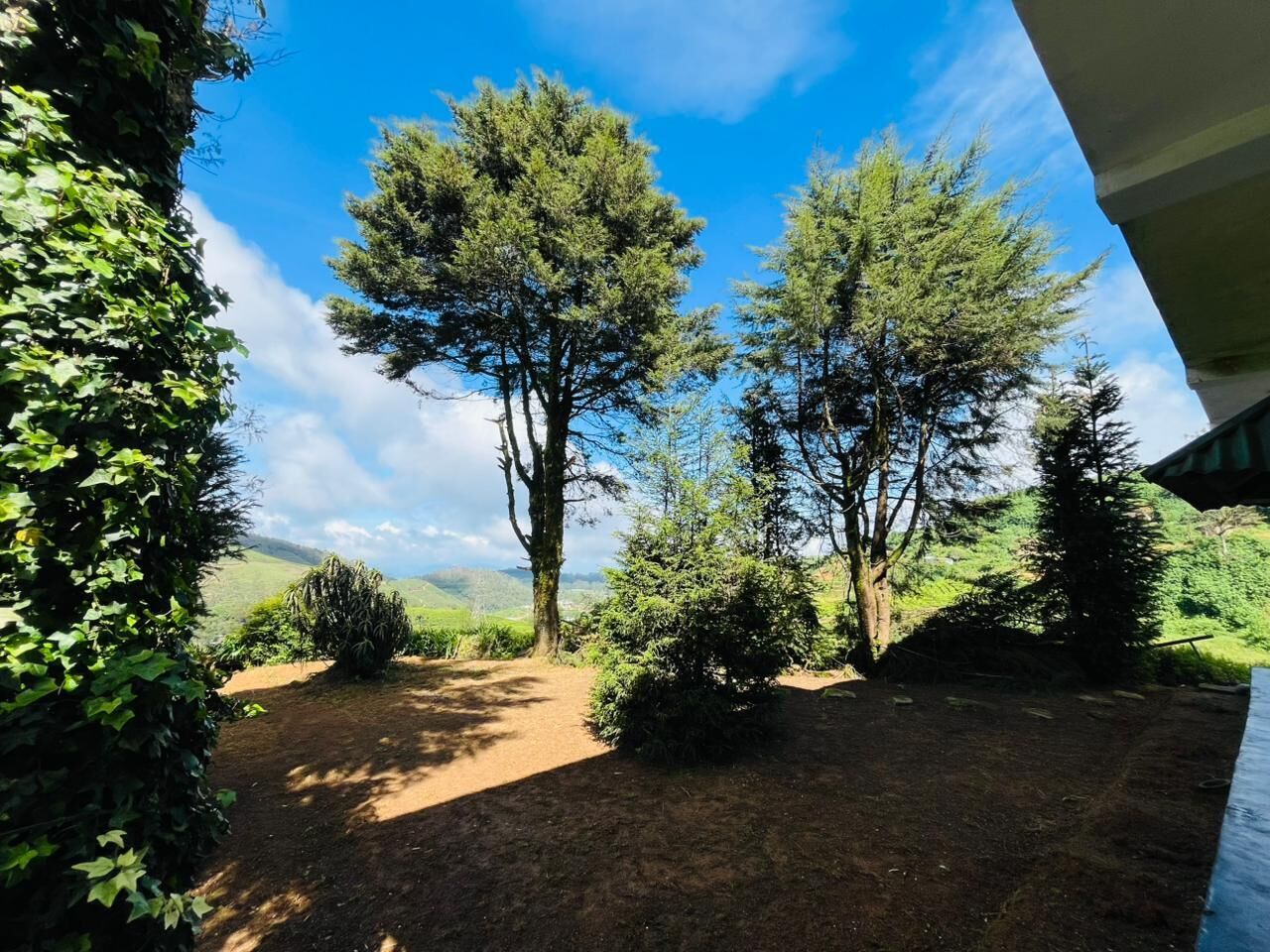A garden with trees and a dirt path.