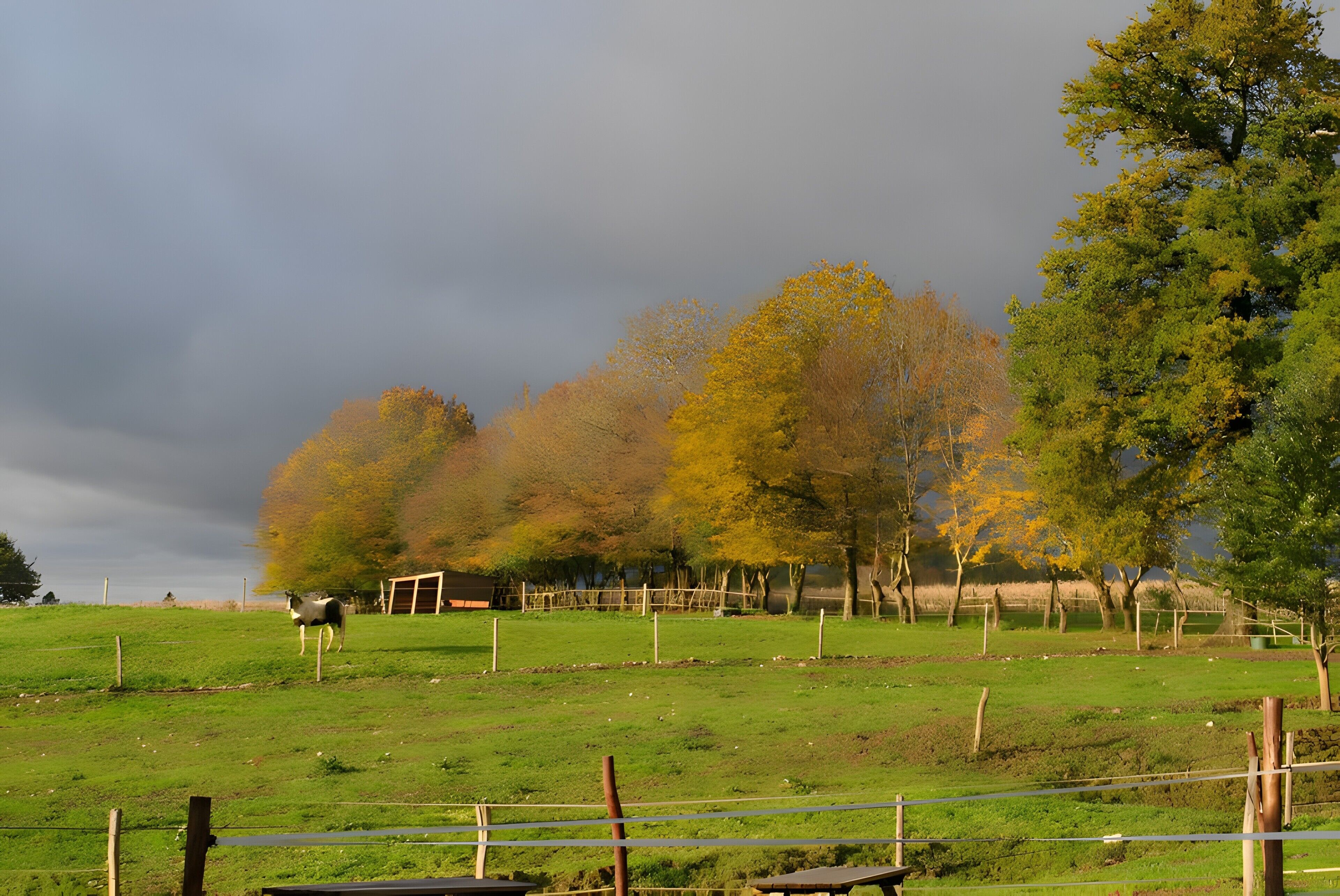 A grassy field with a horse, trees, and a fence.