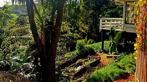 Een weelderige tuin met een palmpom, een houten terras en een klein gebouw.
