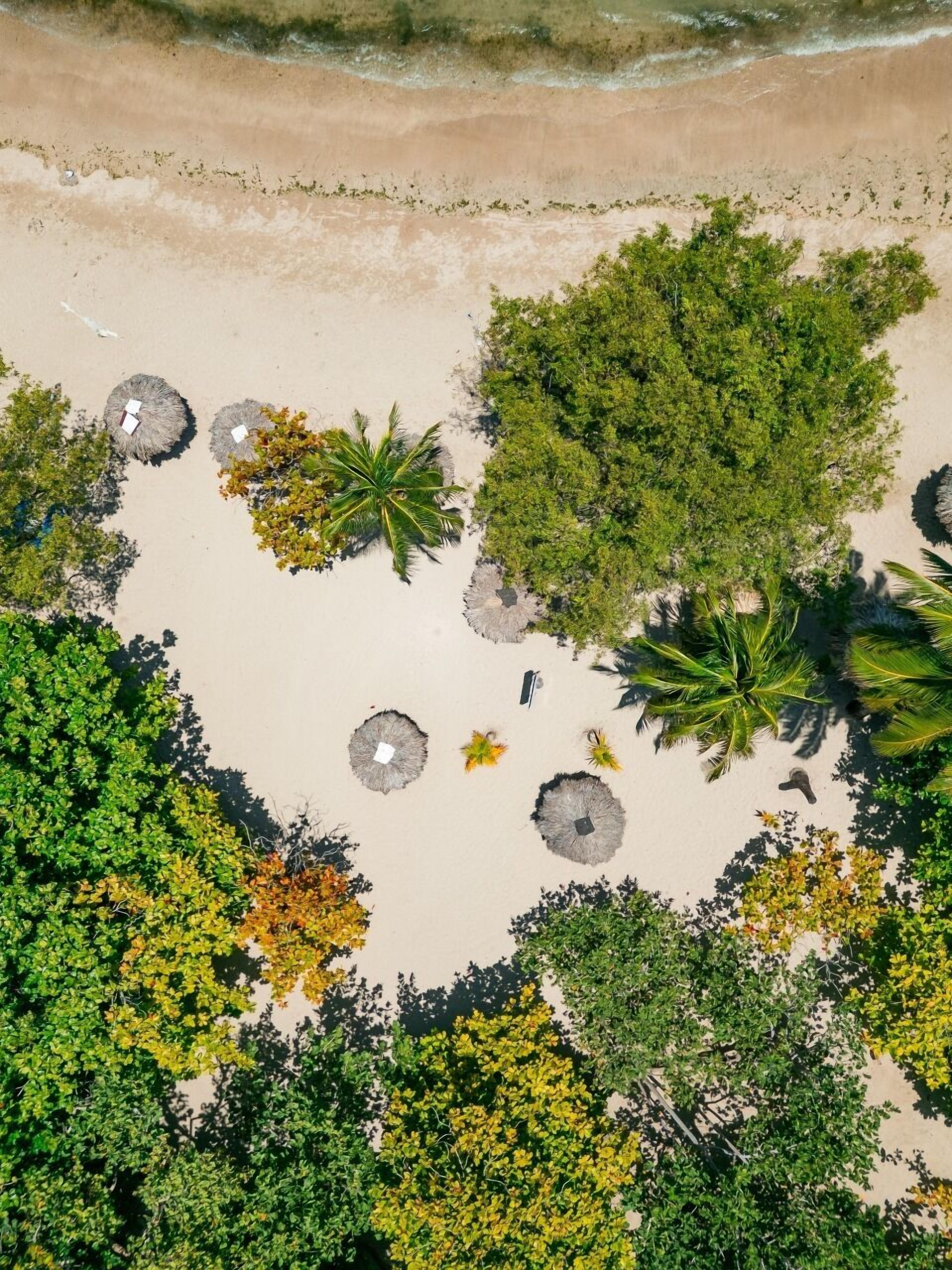 Vista aérea de una playa con diversa vegetación, incluyendo palmeras y otras plantas tropicales, dispuestas en un círculo alrededor de una zona central.