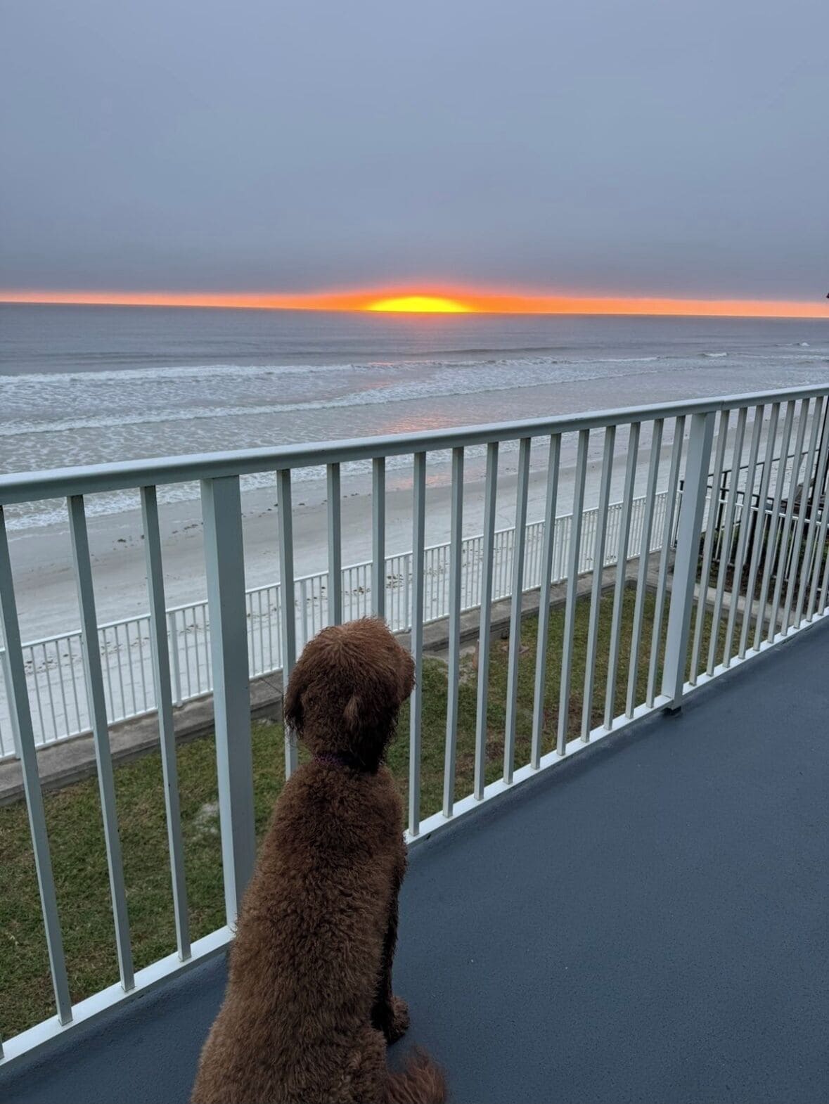 Un perro sentado en un balcón con vista a una playa al atardecer.