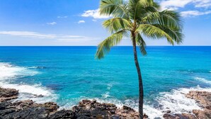 Eine Palme am Meer mit klarem, blauem Wasser und einer felsigen Küste.
