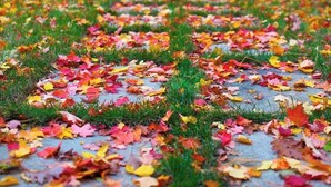 Een pad bedekt met herfstbladeren dat leidt naar een klassiek tuinhuisje in een bos.