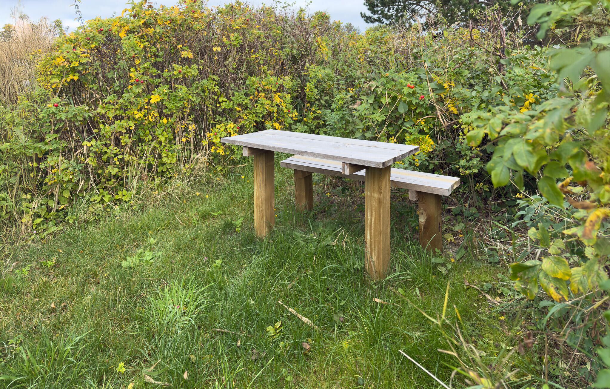A wooden bench in a natural setting with dense vegetation around it.
