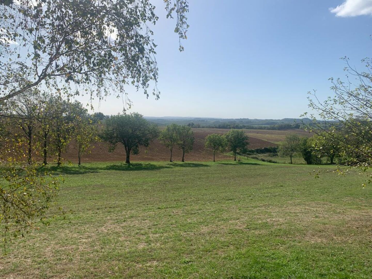 Een grasveld met bomen en een heldere lucht.