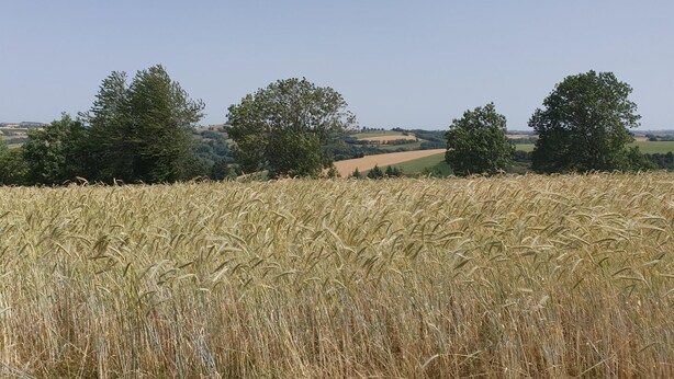 A field of mature wheat with three trees in the background. - Gîte 35 - SAINT-PIERRE-DE-TRIVISY (SAINT-PIERRE-DE-TRIVISY)