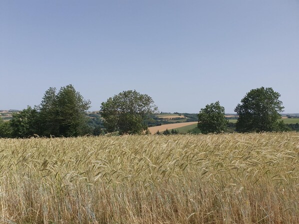 Ein Weizenfeld mit reifen Ähren und drei Bäumen im Hintergrund.