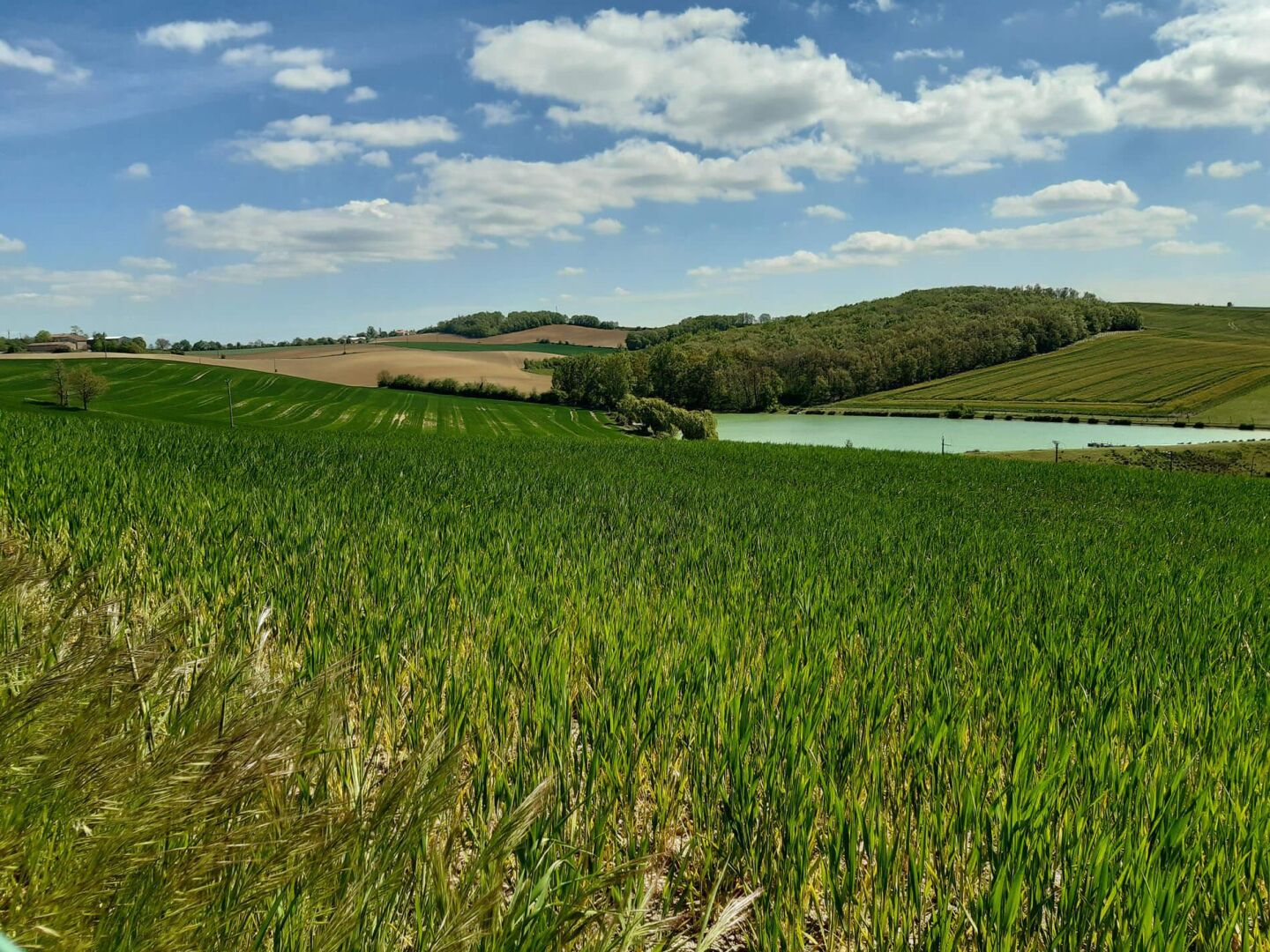 A vast field of crops under a clear sky.