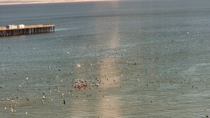 Un muelle se adentra en aguas tranquilas, con una bandada de pájaros.