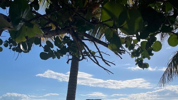 A wooden pier leading to a beach with a thatched-roof structure. - Casa Corazón - Spacious 6 Bedroom Beachfront Villa (Placencia)