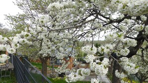 A tree with white blossoms in a park setting. - Holiday Home in Thale - Neinstedt (Thale - Neinstedt)