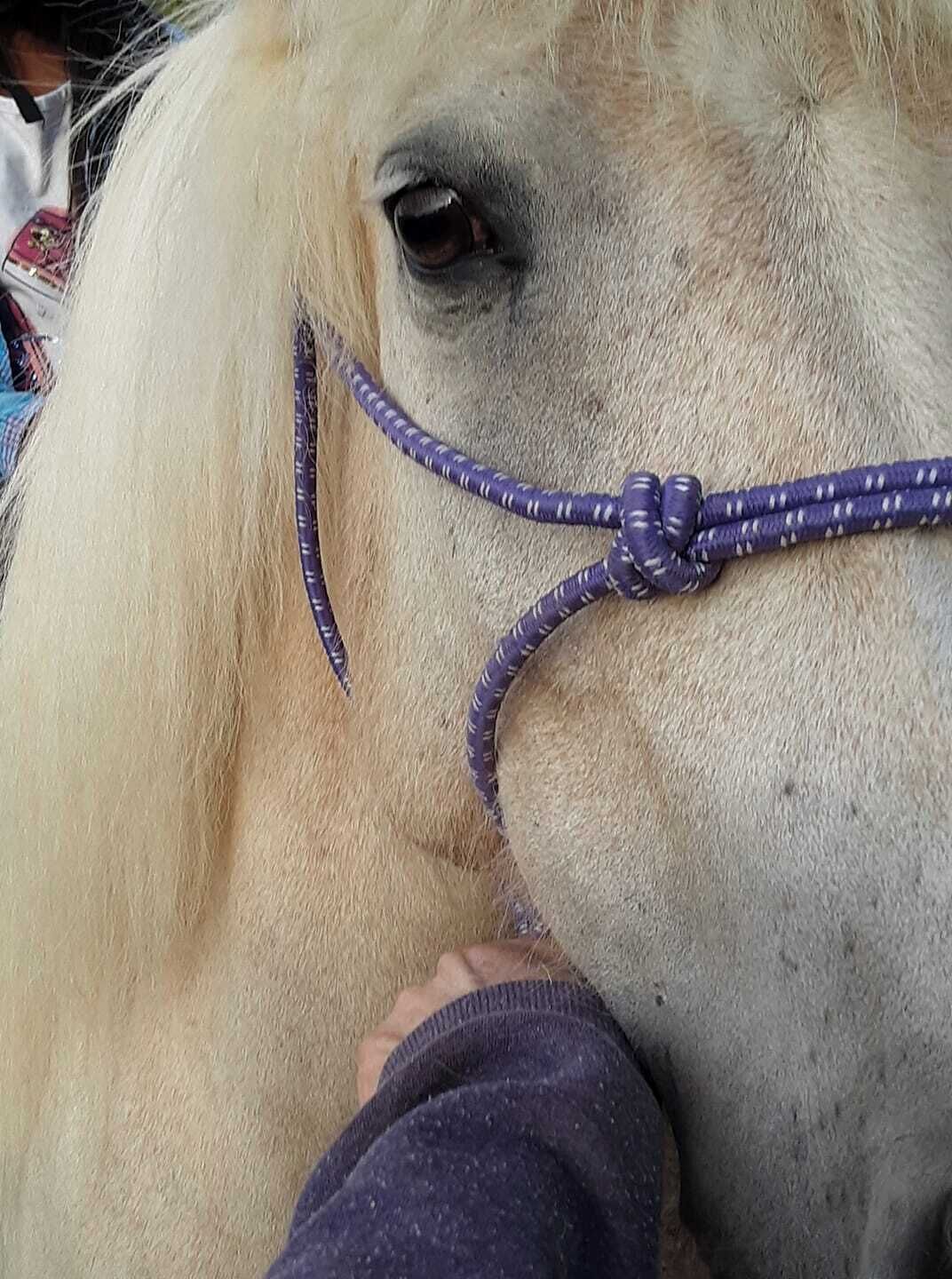 A close-up of a horse's face with a purple halter.