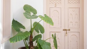A potted plant next to a door with intricate carvings and a lock. - Riad le terra cotta (Marrakech)