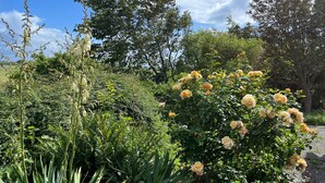 Un jardín con diversas plantas y un arbusto de rosas amarillas.